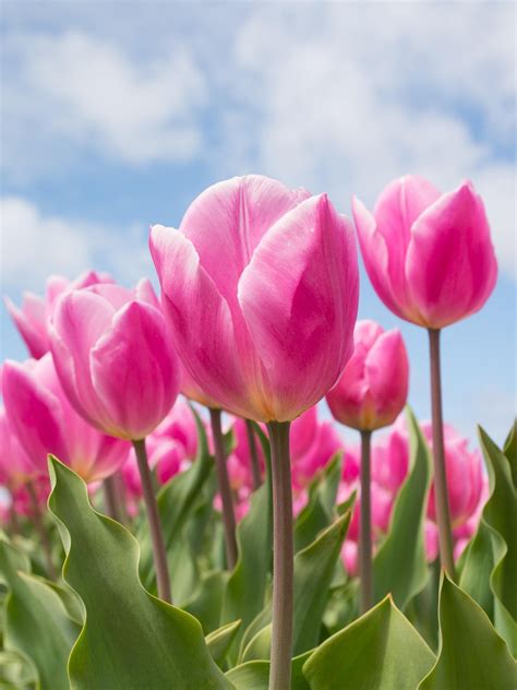 Spring Tulips Wallpaper - iPhone, Android & Desktop Backgrounds