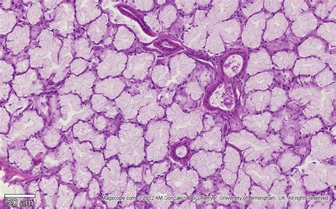 Micrograph illustrating the structure of a sublingual gland