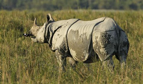 Illegal rhino horn trade - Photo 1 - Pictures - CBS News