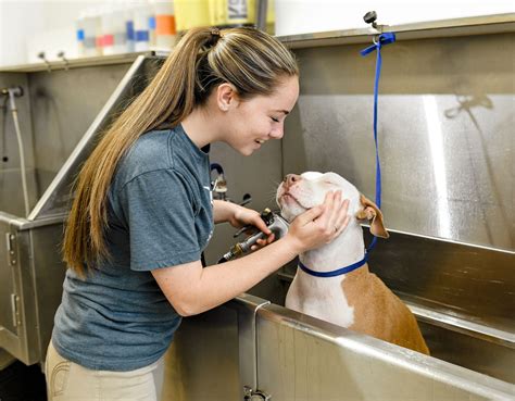 Bathing Your Dog — Scenthound