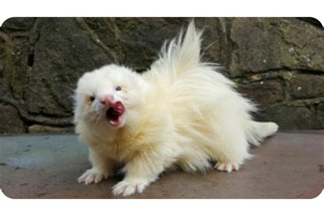 All Types of Ferrets & Their Different Breeds (Updated)