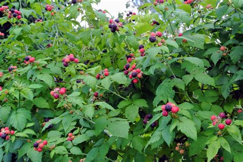 Maintaining the Raspberry Bushes - The Martha Stewart Blog