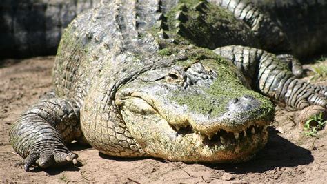 Duke study: No more 'see ya later, alligator' - predators make comeback ...