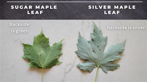 Maple Tree Identification – A Complete Guide – GrowIt BuildIT