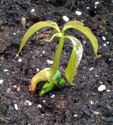 How to Plant Mango Seed - Plant Instructions