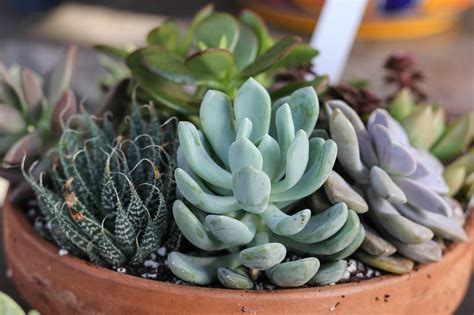 Succulent Care and Display Tips - New England Today