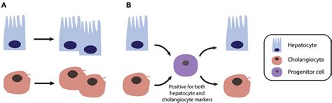 Different mechanisms of liver regeneration in response to acute and... | Download Scientific Diagram