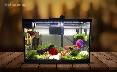 Do Betta Fish Like Tank Decorations | Shelly Lighting