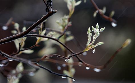 How to protect plants from cold weather