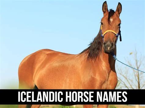 Icelandic Horse Names Ideas [Inspiration for Every Horse Lover]