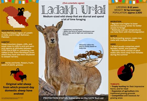 Ladakh urial