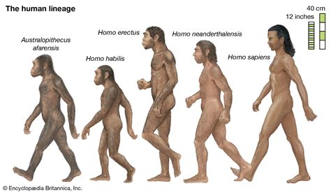 Human evolution | History, Stages, Timeline, Tree, Chart, & Facts | Britannica