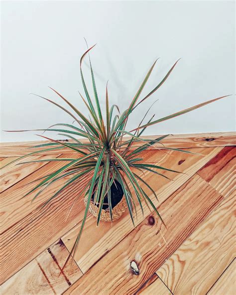 Dracaena Reflexa: Plant Care & Growing | Plantcarefully