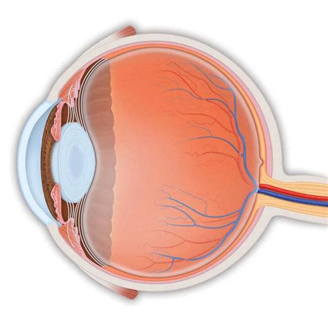 Eye anatomy Diagram | Quizlet