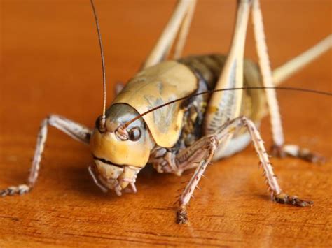 A 'cannibalistic' Mormon cricket infestation has left Nevada residents feeling 'imprisoned' indoors