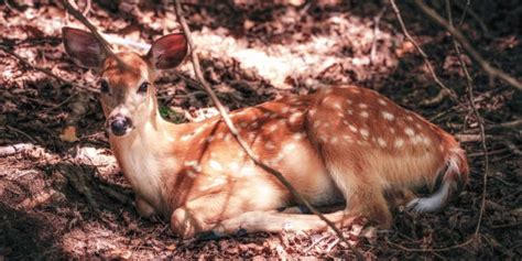 Baby Deer Sleeping Stock Photos, Pictures & Royalty-Free Images - iStock