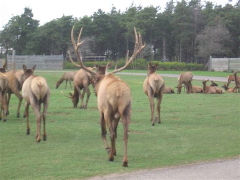 Elk Herd - ZooChat