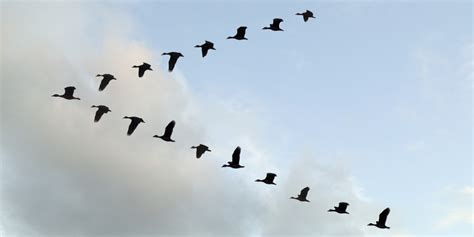 The Amazing Reason Why Birds Fly In A V-Formation | HuffPost