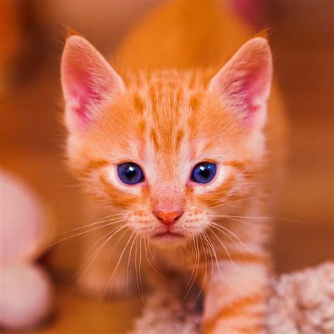 HD wallpaper: orange tabby kitten, Kitty, portrait, face, blue eyes, cute | Wallpaper Flare