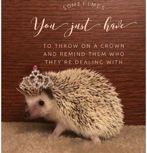 Amazing Hedgehog Quotes Learn more here | quotesgram5