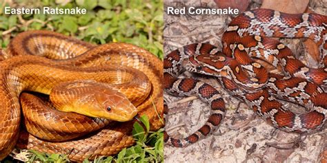 Red Cornsnake – Florida Snake ID Guide