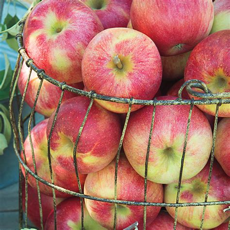 Cripps Pink Lady Apple Trees | Gurney's Seed & Nursery Co.