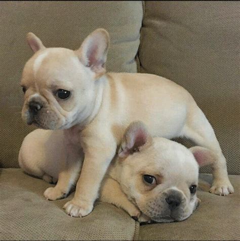 French Bulldog Puppies For Sale | Atlanta, GA #292361