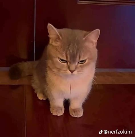 I keep seeing this angry cat meme, does anyone know what breed the cat ...