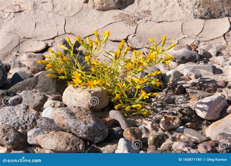 Stone Desert, Flowering Plants Xerophytes, Desert Landscape of a Dried Up River Bed in Texas ...