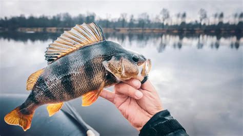 White Perch Fishing Tips | The Ultimate White Perch Fishing Guide