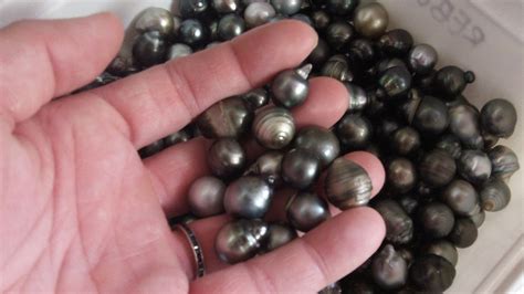 Hand Picked Tahitian Black Pearl - The World of Pearl