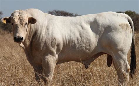 Chianina Cattle Info, Size, Lifespan, Uses, and Pictures