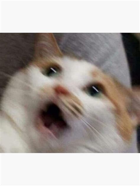 Screaming Cat Meme Template