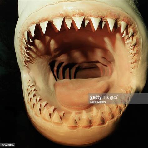 Inside Shark Mouth Photos and Premium High Res Pictures - Getty Images