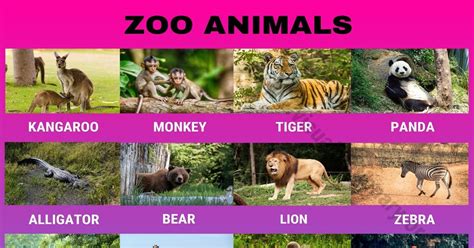 Zoo Animals: Wonderful List of 24 Animals that Live in the Zoo - Visual Dictionary