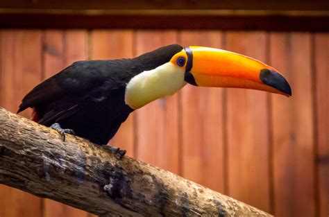 Toco Toucan - Zoo & Snake Farm New Braunfels