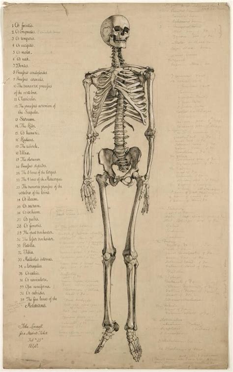 Ilustración de #anatomía: los huesos del cuerpo (1840) Skeleton Drawings, Human Skeleton ...