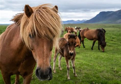 Icelandic Horse Breed: Care, Cost & History (2024) | Horses Only