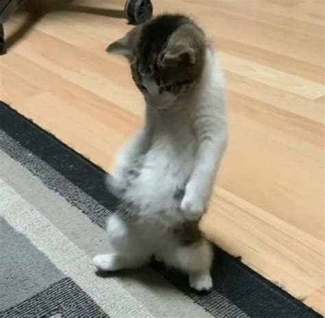 a cat is standing on its hind legs