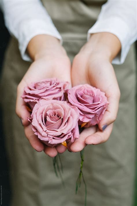 "Woman Holding Roses" by Stocksy Contributor "Studio Serra" - Stocksy