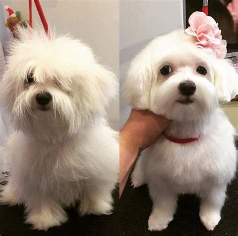 Maltese poodle cuts – Artofit