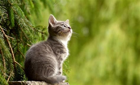 Signs of a lonely cat | PetCareRx