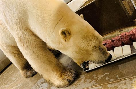 High protein diet may harm polar bears