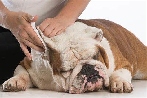 How to Clean a Dog's Ears – American Kennel Club