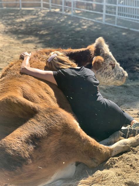 Cow Hug Therapy - Santa Clarita Magazine