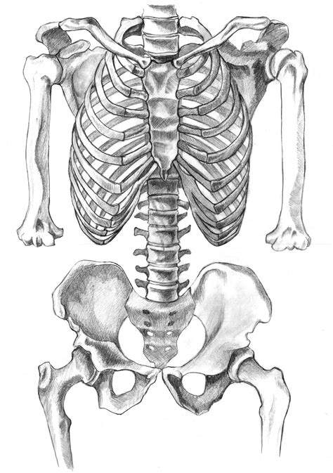 Human Skeletal System Drawing at PaintingValley.com | Explore ...