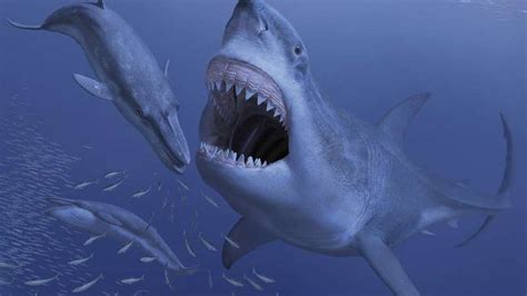 Giant ancient shark may have gone extinct due to extinction of its small prey