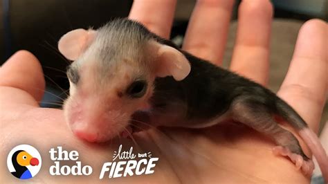 Tiniest Pink Baby Opossum Grows up to Be Adorably Ferocious | The Dodo ...