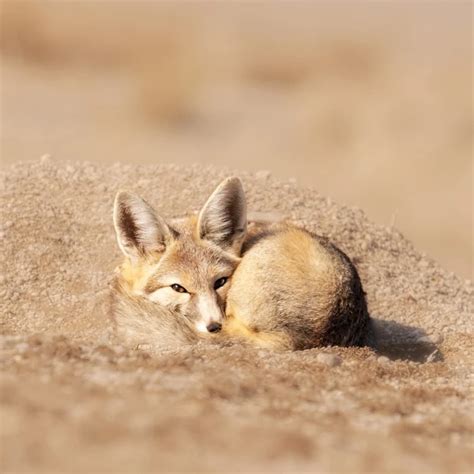 Kit Fox - Facts, Diet, Habitat & Pictures on Animalia.bio