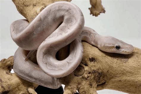 40 Ball Python Morphs: Types, Colors, Pictures